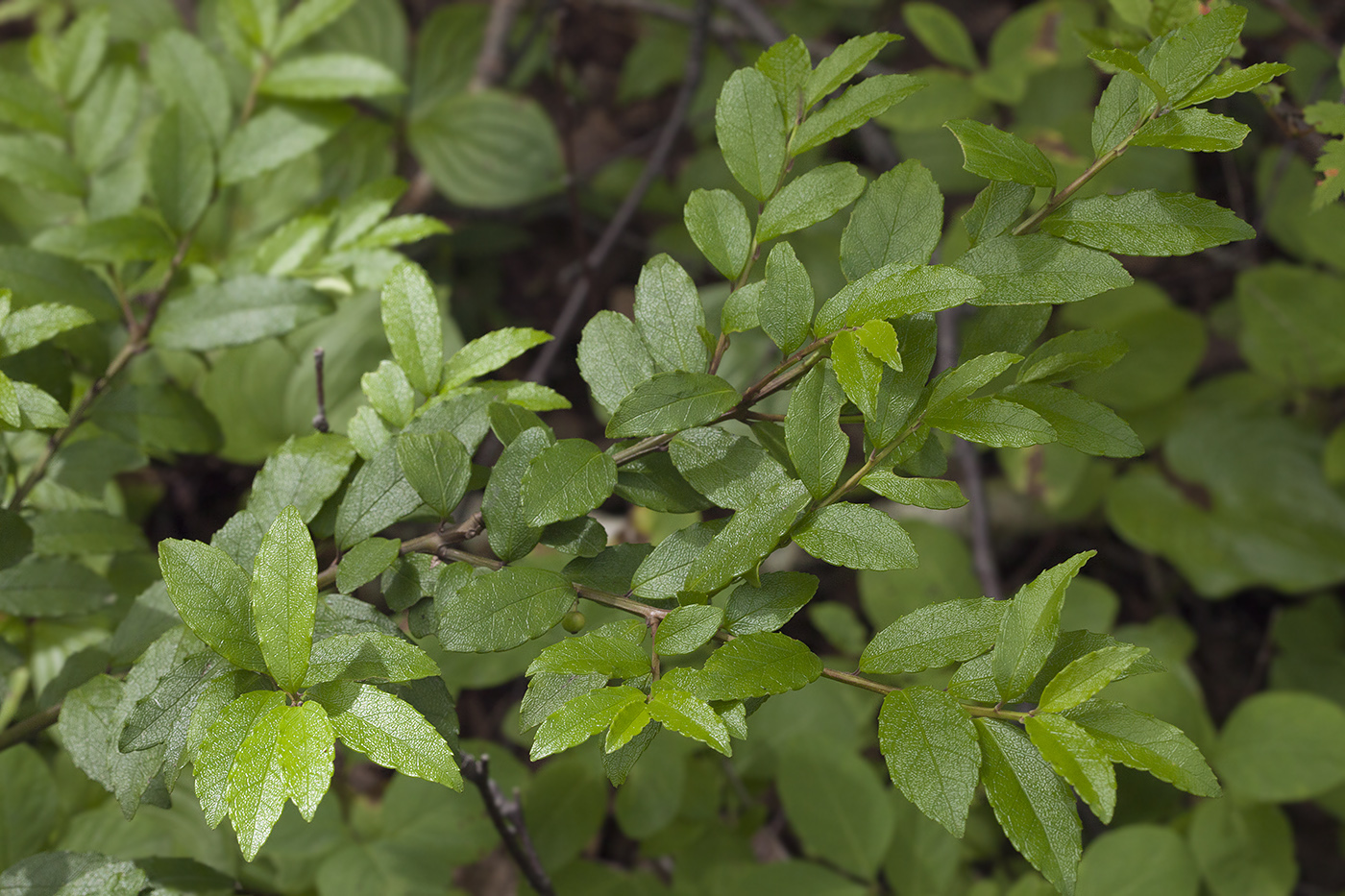 Изображение особи Ilex rugosa.