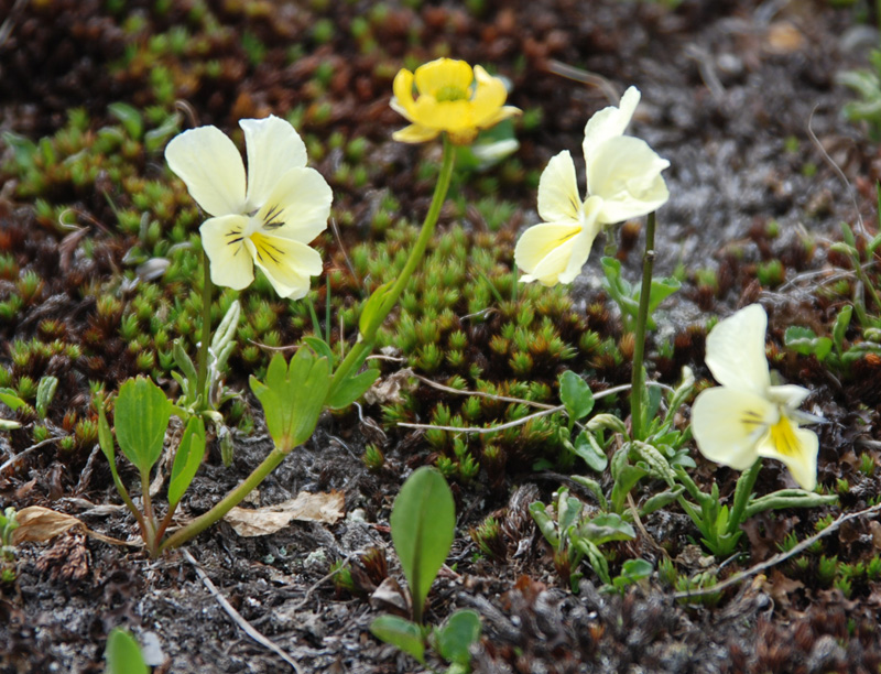 Изображение особи Viola altaica.