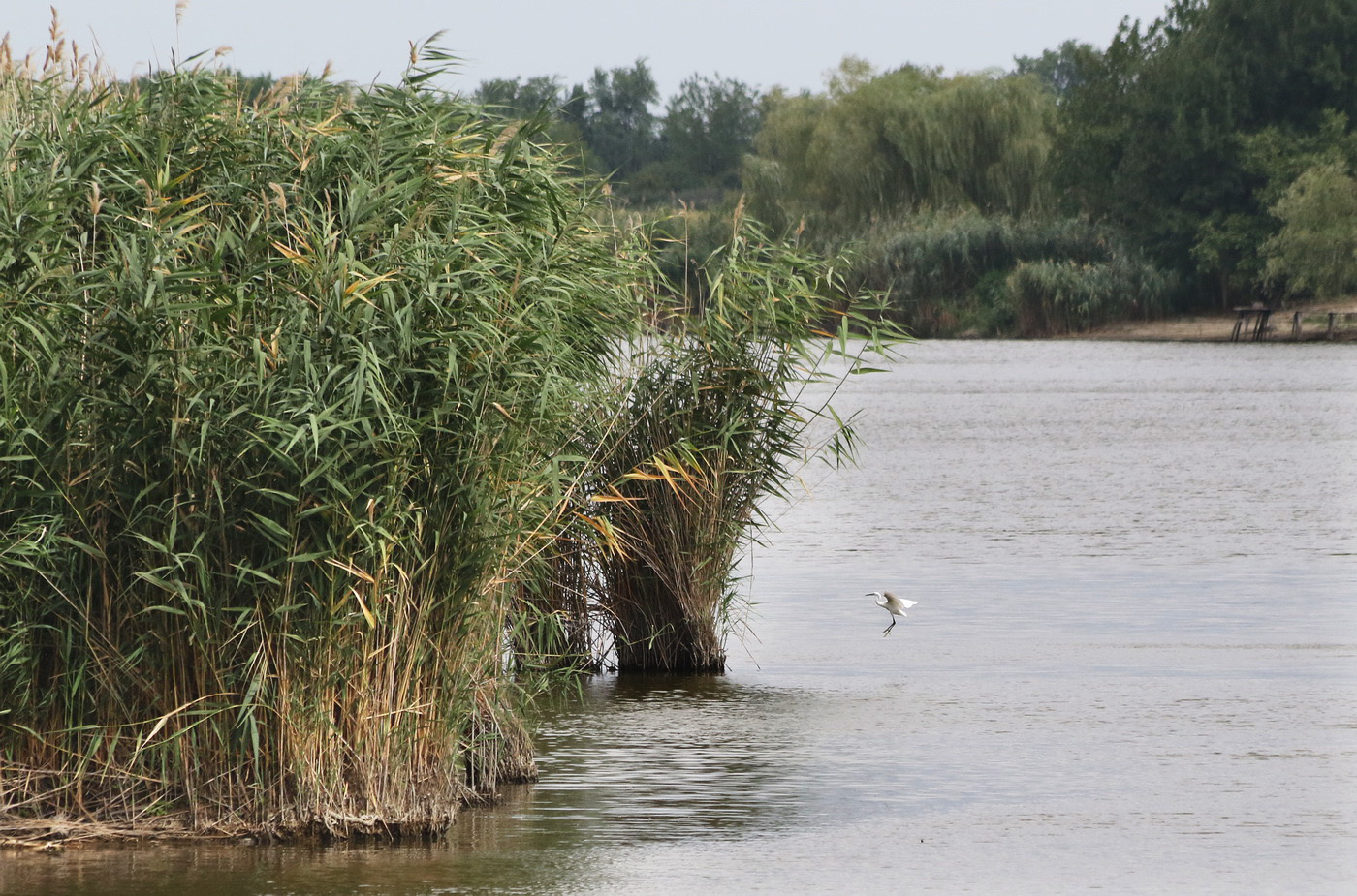 Image of Phragmites altissimus specimen.