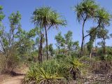 genus Pandanus