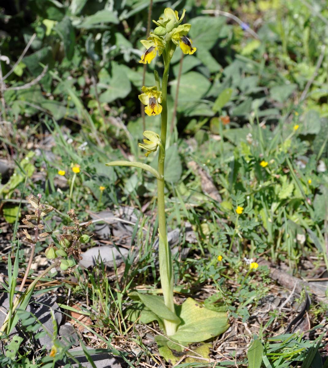 Image of Ophrys lutea ssp. galilaea specimen.