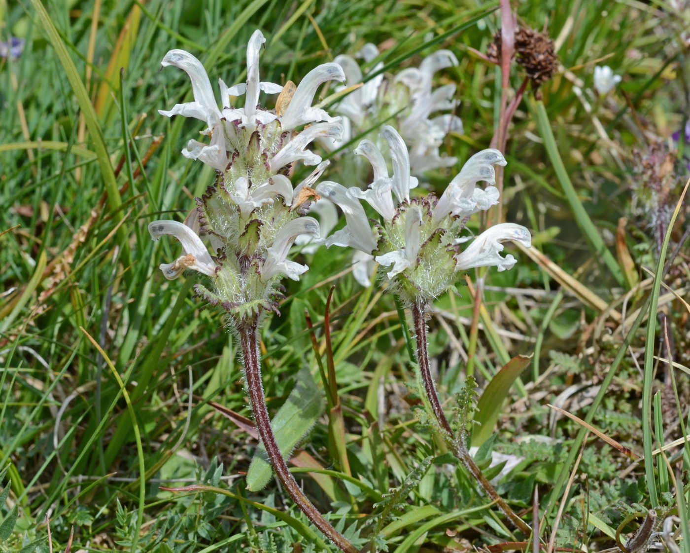 Изображение особи Pedicularis cheilanthifolia.