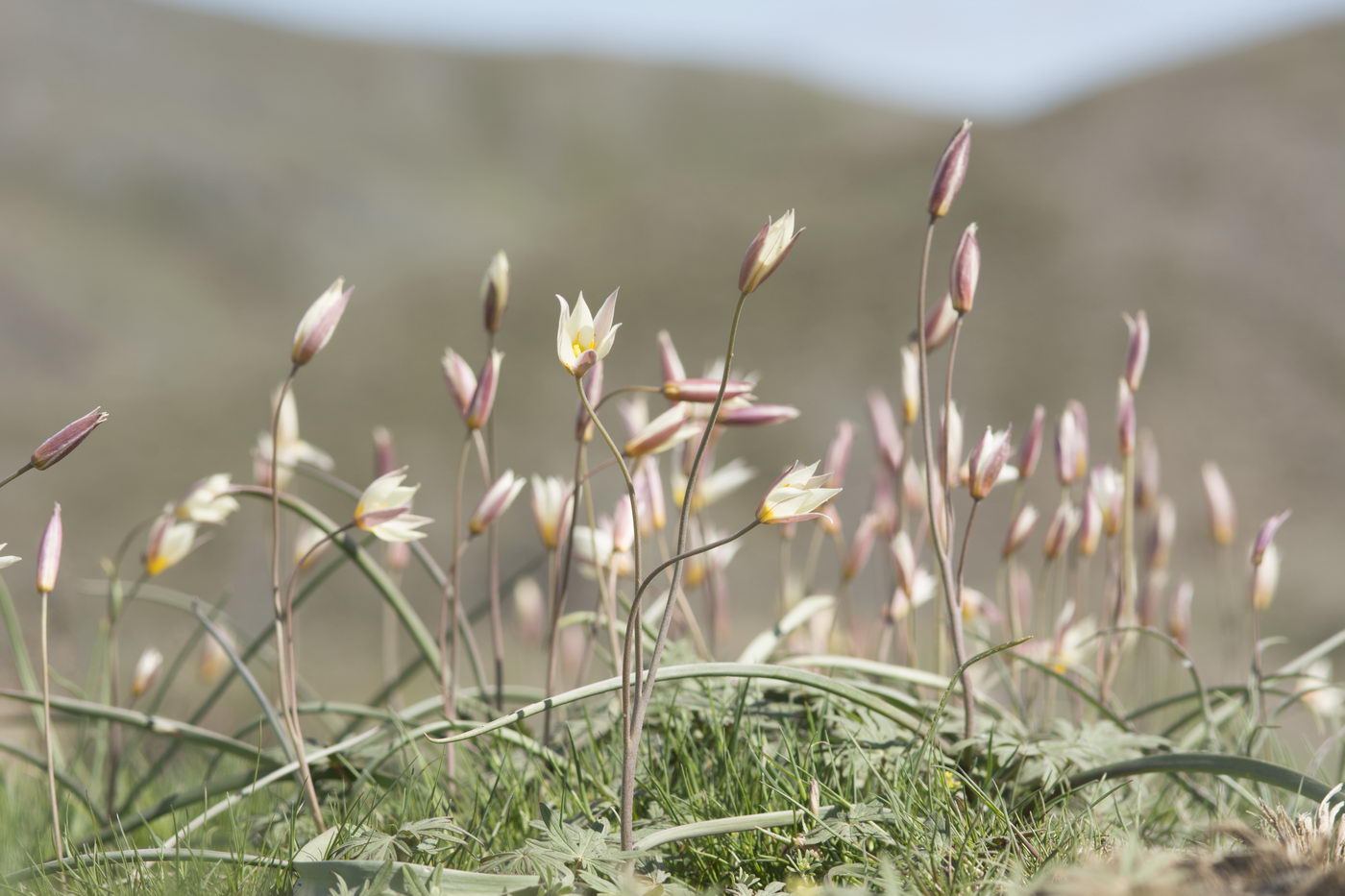 Image of Tulipa buhseana specimen.