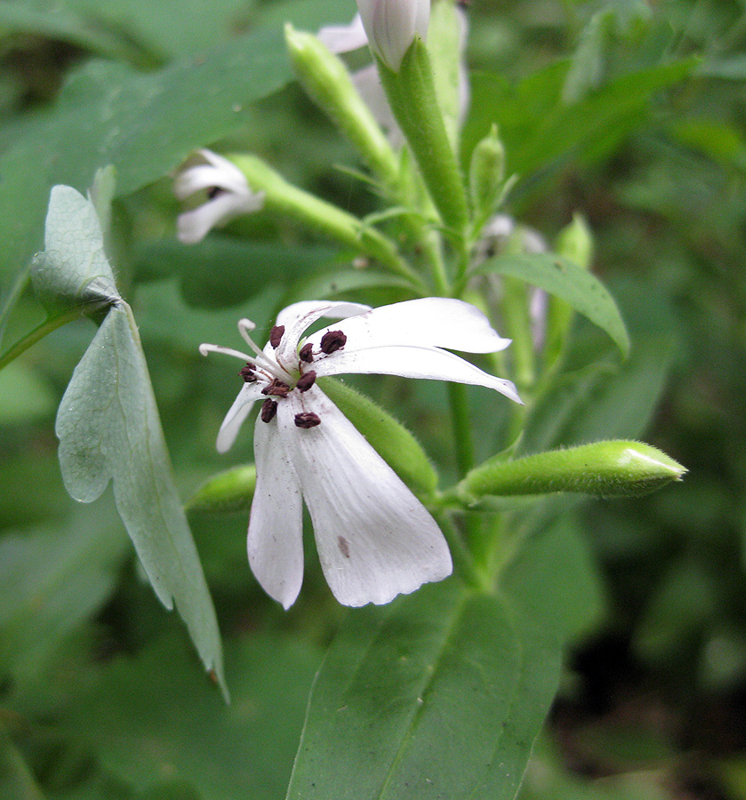 Изображение особи Saponaria officinalis.