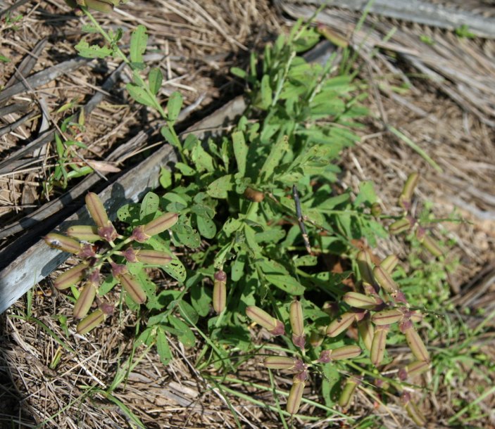 Изображение особи Crotalaria assamica.