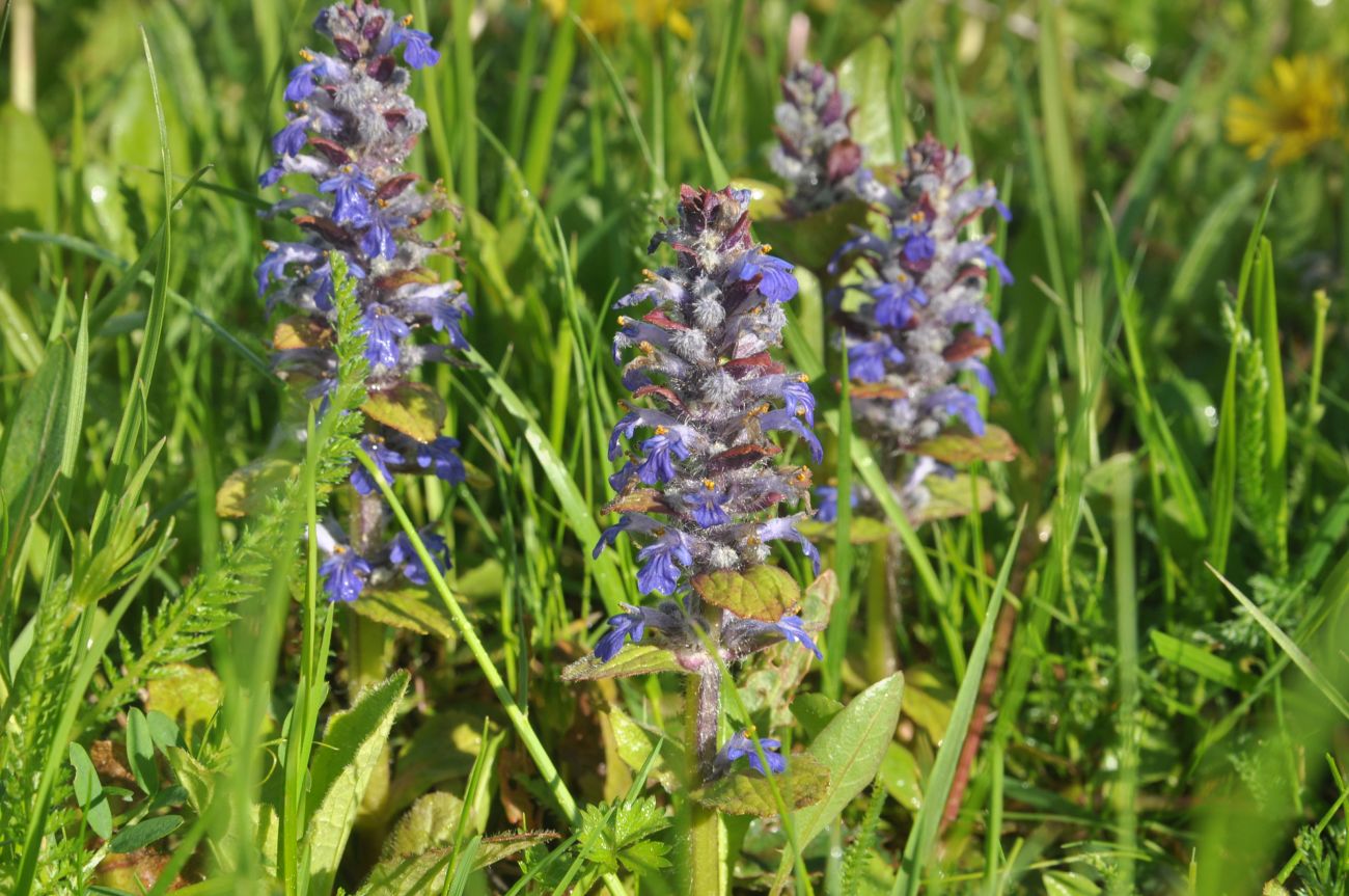 Image of Ajuga reptans specimen.