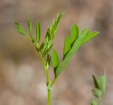 Lathyrus niger. Листья. Краснодарский край, Крымский р-н, окр. станицы Гладковская, грязевой вулкан Гладковские сопки, дубовый лес, поросшая мхом каменистая поляна. 25.04.2020.