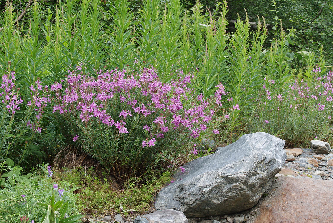 Image of Chamaenerion colchicum specimen.