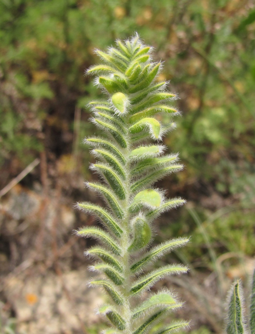 Image of Astragalus maximus specimen.