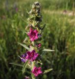 Echium vulgare