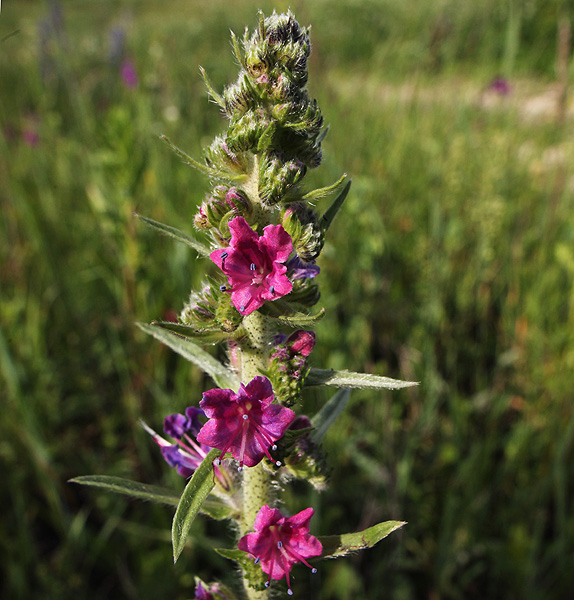 Image of Echium vulgare specimen.