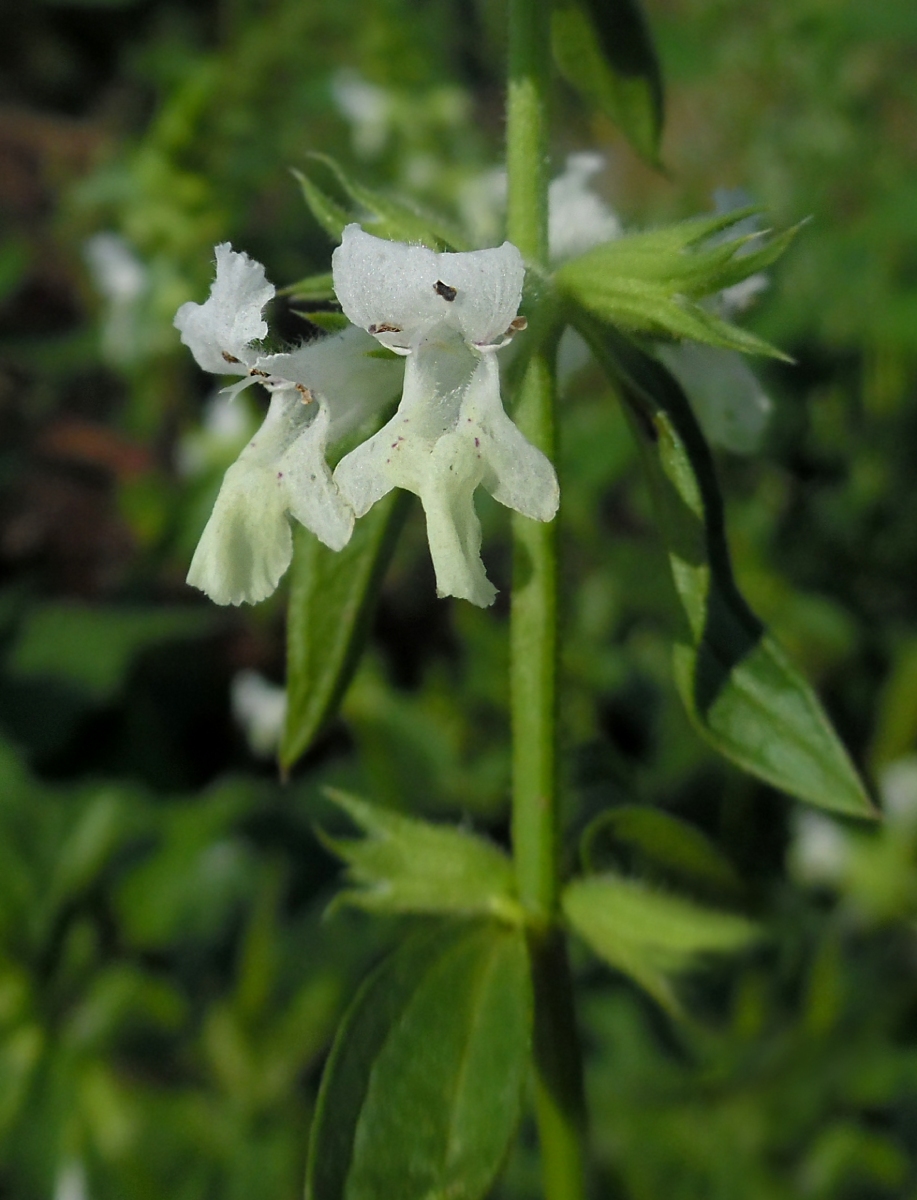 Изображение особи Stachys annua.