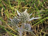 Eryngium amethystinum