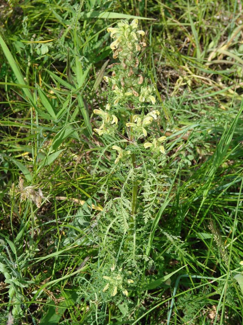 Image of Pedicularis myriophylla specimen.