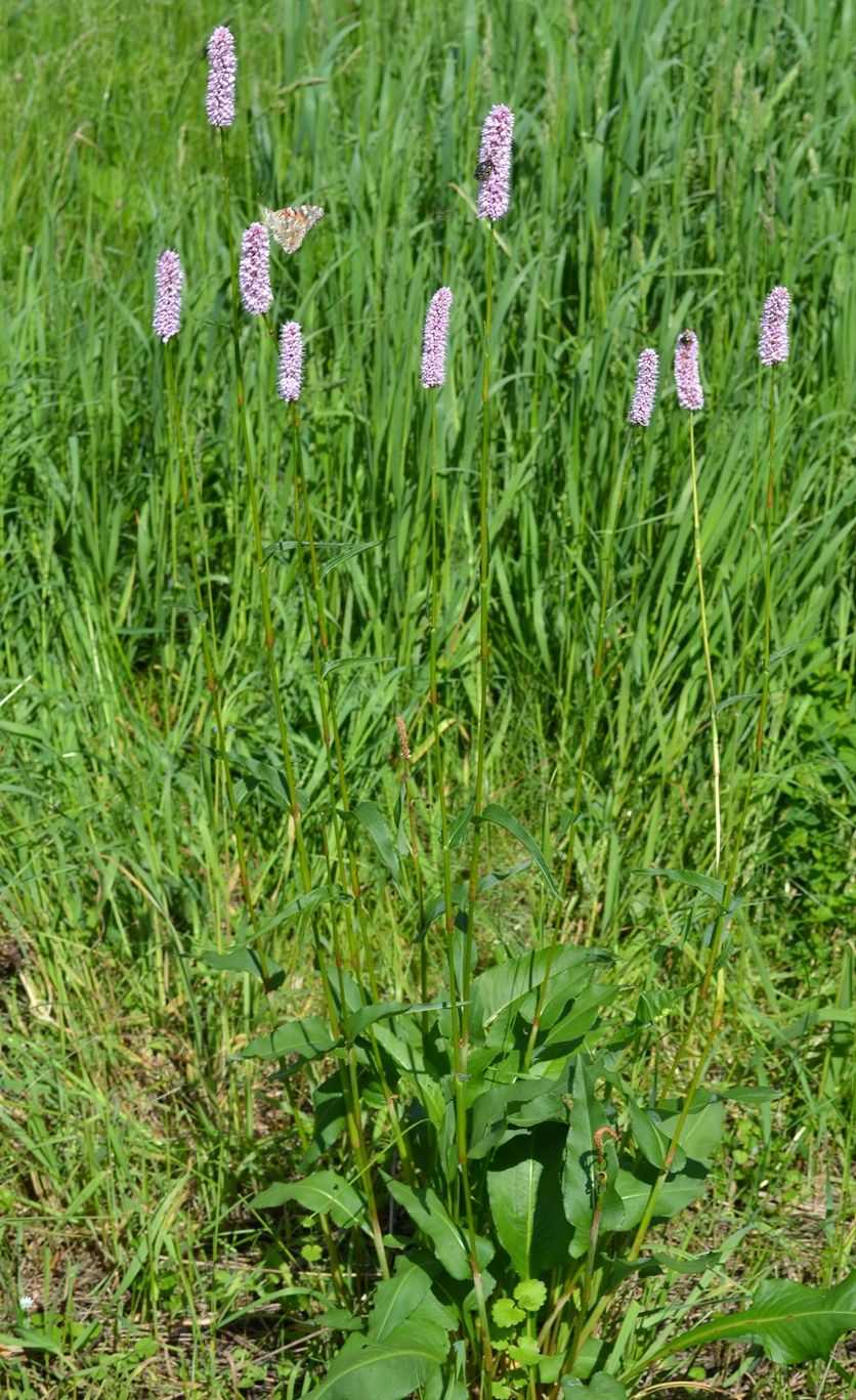 Изображение особи Bistorta officinalis.