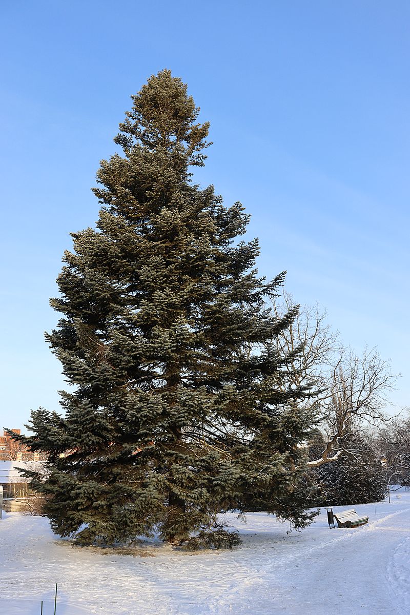 Изображение особи Abies concolor.