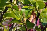 Magnolia × soulangeana. Верхушка ветви с завязавшимся плодом. Австралия, г. Сидней, парк. 25.08.2013.