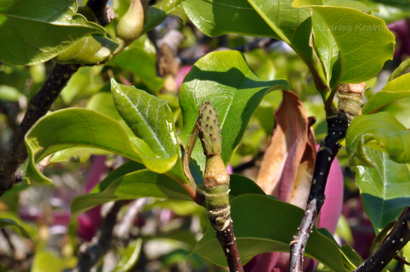 Image of Magnolia &times; soulangeana specimen.