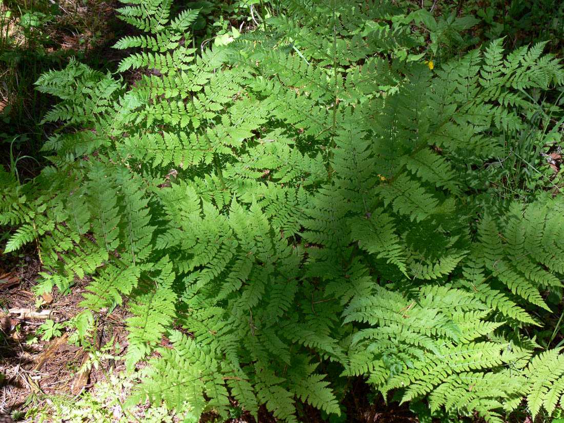 Image of Dryopteris assimilis specimen.