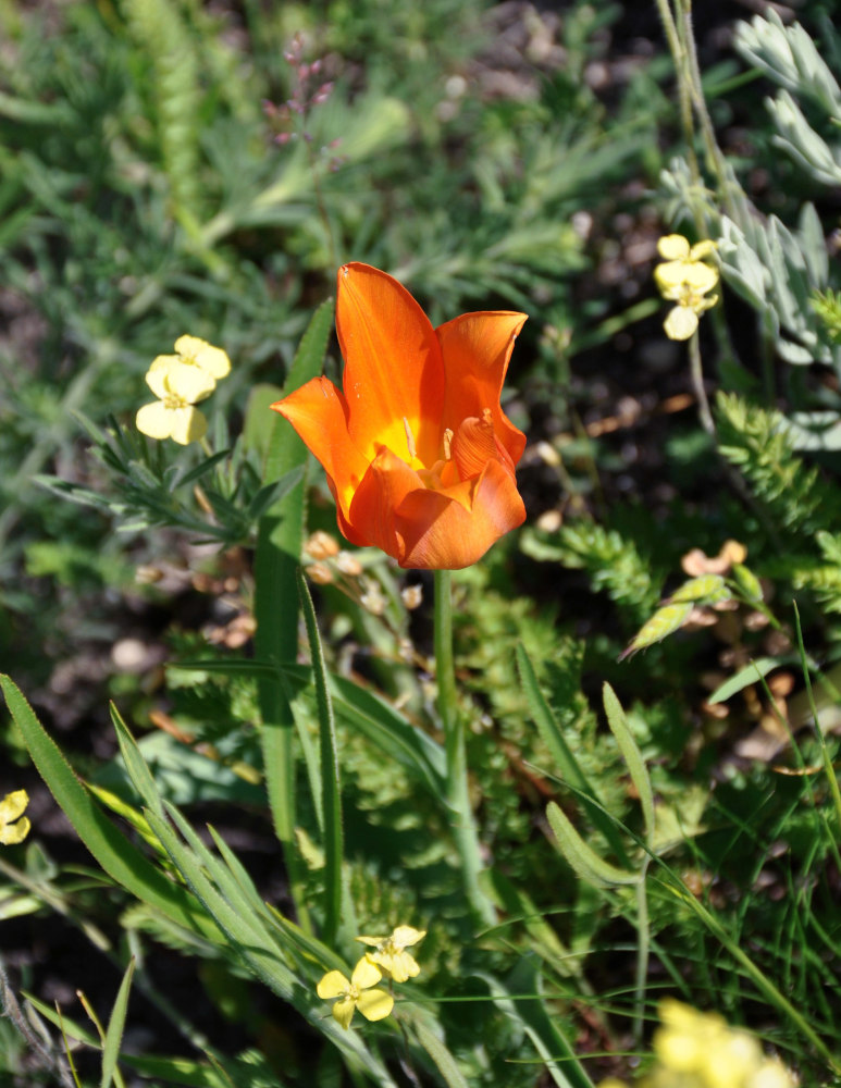 Изображение особи Tulipa suaveolens.