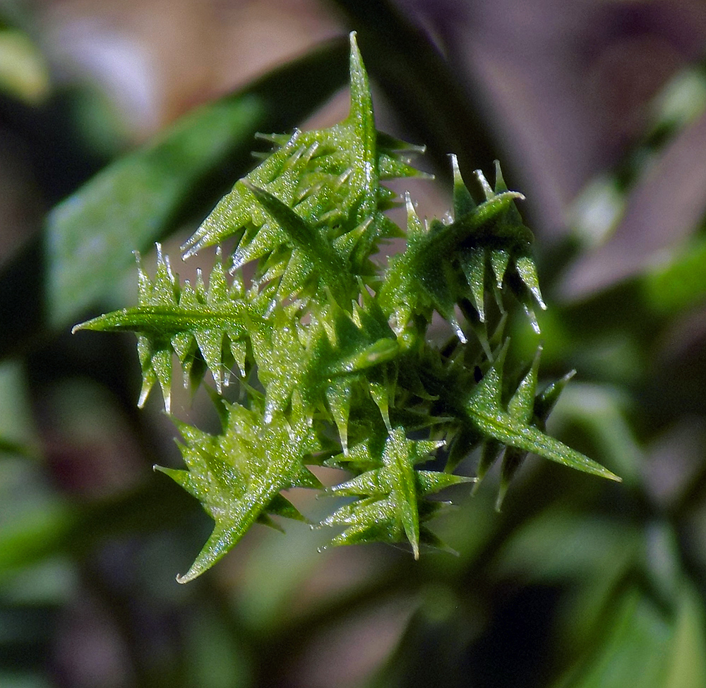 Image of Ranunculus arvensis specimen.