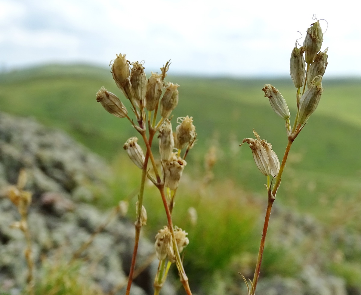 Image of Silene graminifolia specimen.