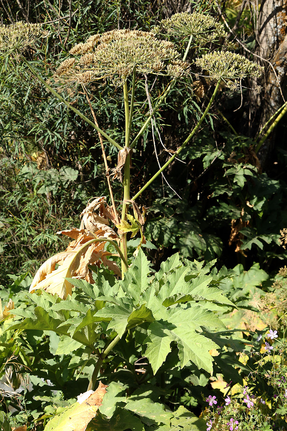 Изображение особи Heracleum lehmannianum.