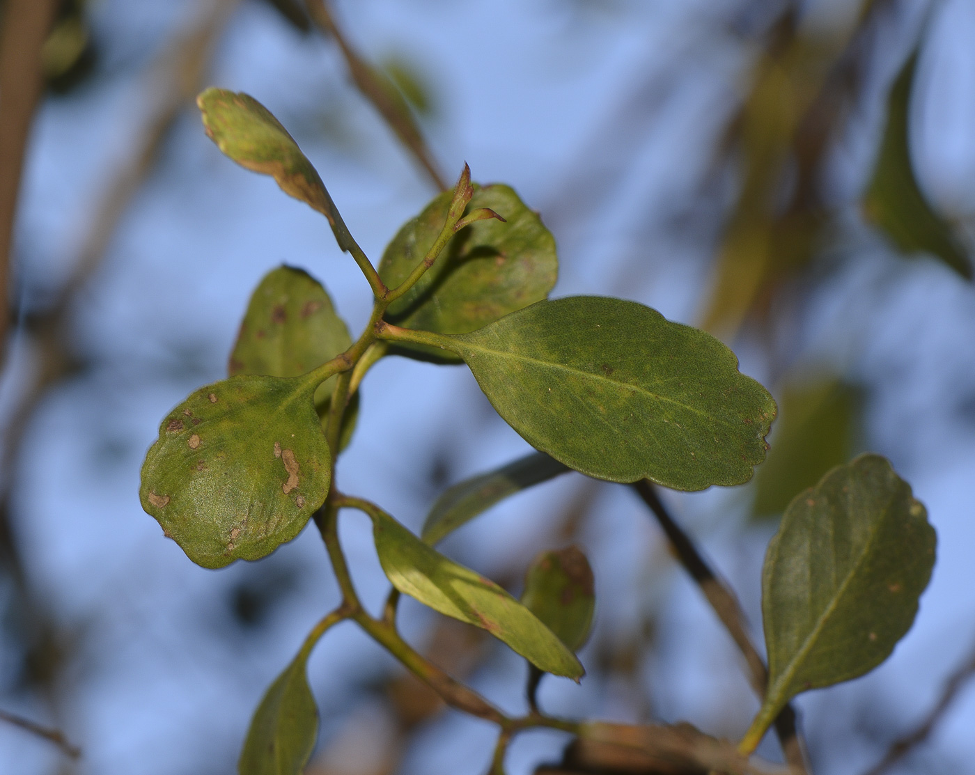 Image of genus Eucalyptus specimen.