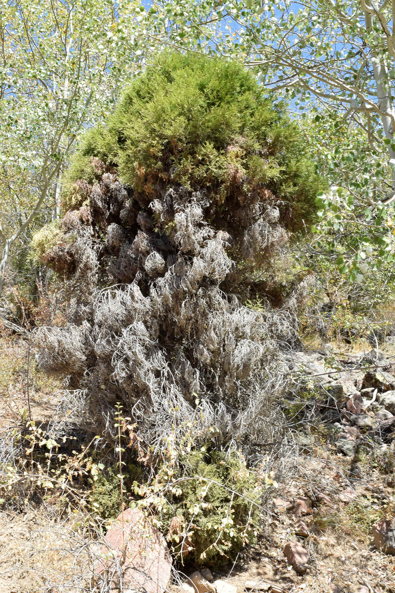 Image of Juniperus seravschanica specimen.