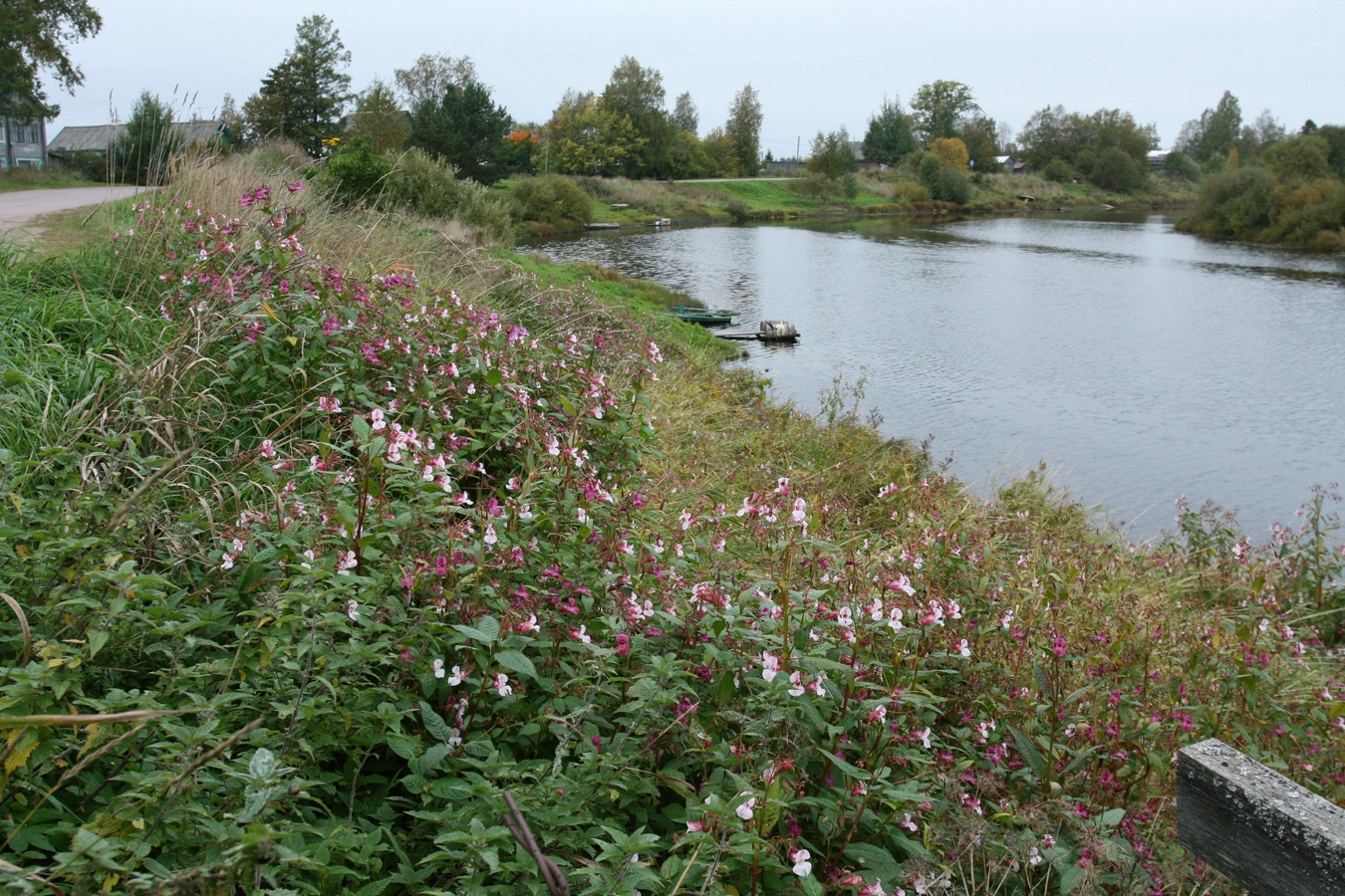 Изображение особи Impatiens glandulifera.