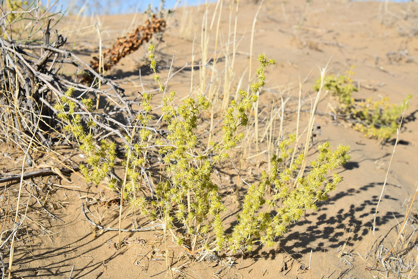 Image of Horaninovia ulicina specimen.