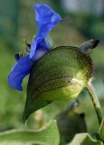 Commelina tuberosa