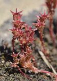 Sedum cespitosum. Плодоносящие растения. Испания, автономное сообщество Каталония, провинция Жирона, комарка Баш Эмпорда, муниципалитет Калонже, берег малой реки, в трещине валуна. 06.05.2022.