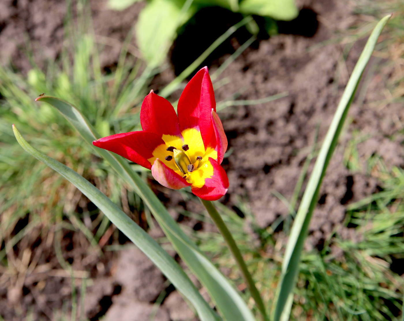 Изображение особи Tulipa humilis.