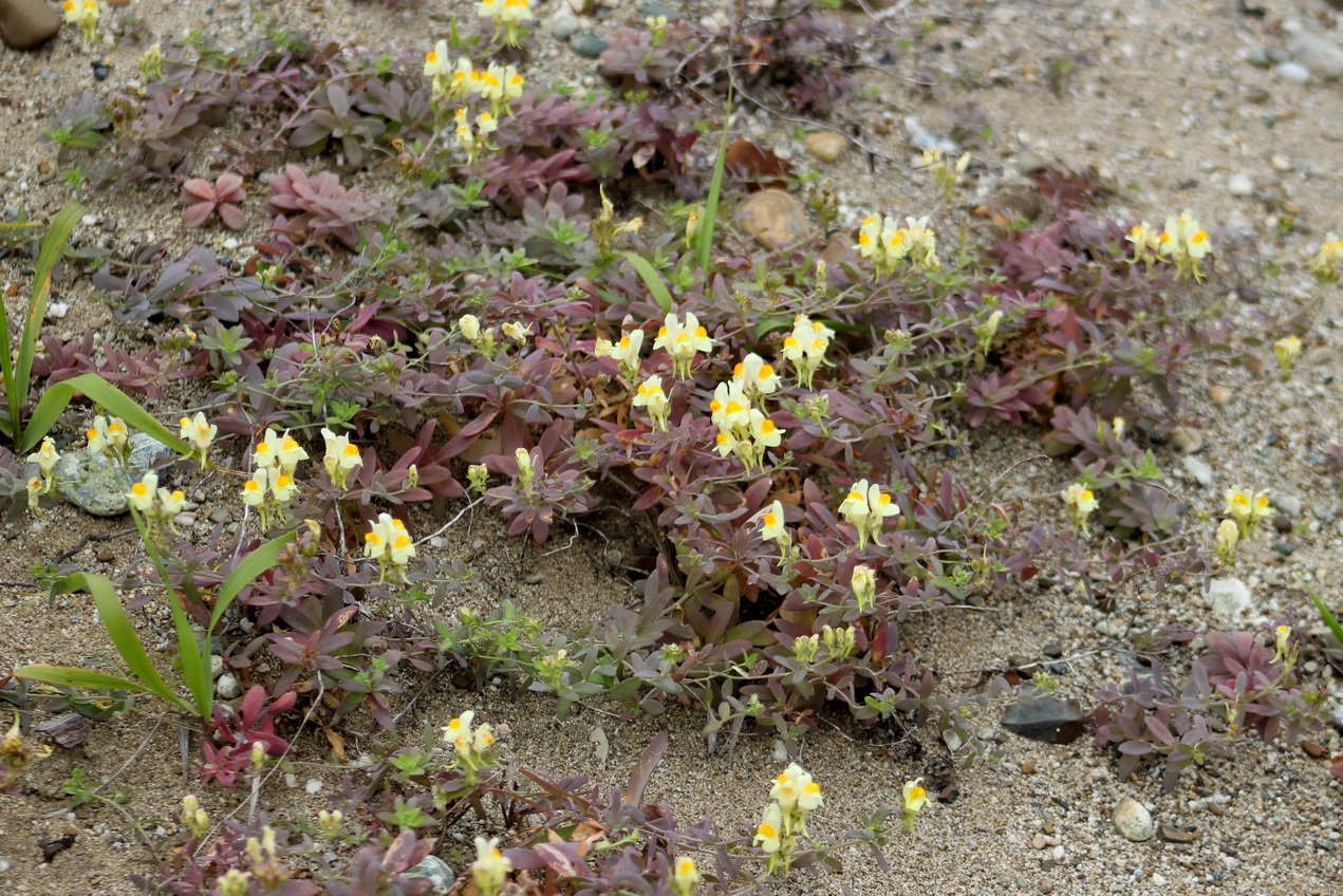 Image of Linaria japonica specimen.