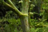 Смотреть изображение Conium maculatum