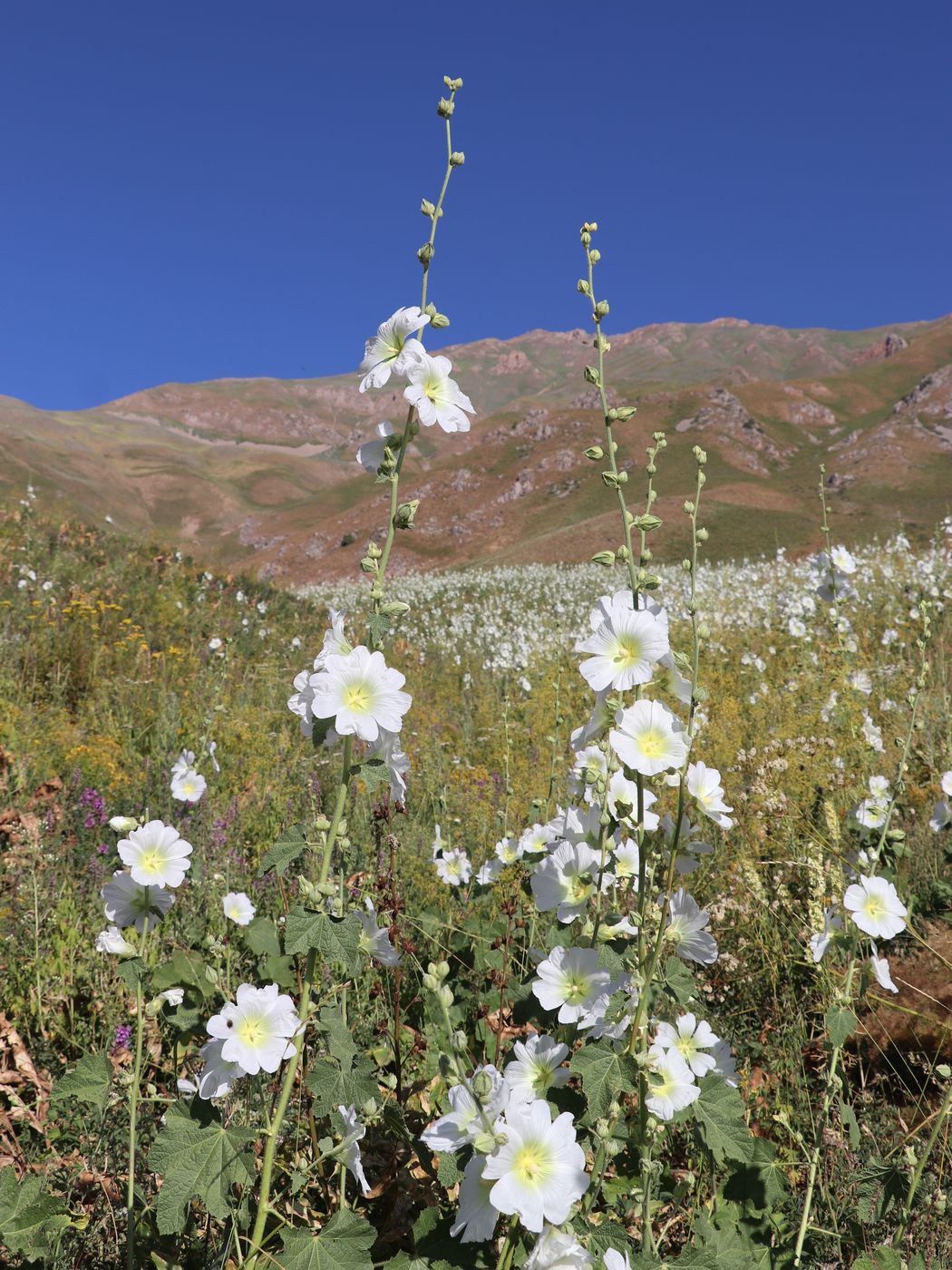 Image of Alcea nudiflora specimen.