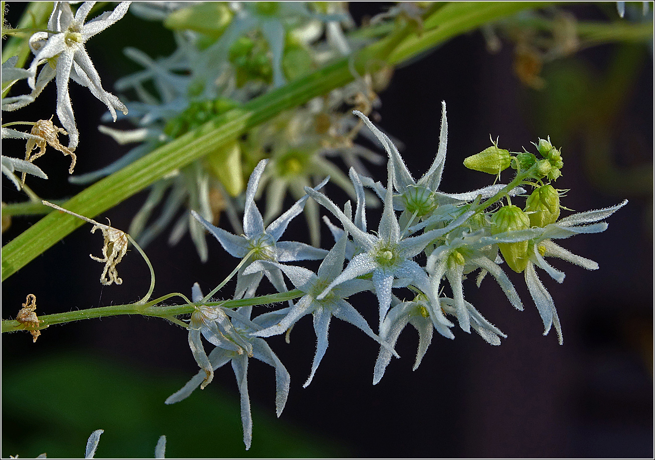 Изображение особи Echinocystis lobata.