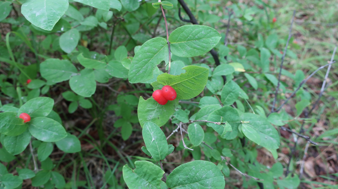 Image of Lonicera chamissoi specimen.