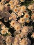 Chrysanthemum indicum. Соцветия (cv 'Medeia'). Крым, Симферополь, ботсад университета. 30 октября 2010 г.