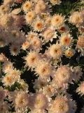 Смотреть изображение Chrysanthemum indicum