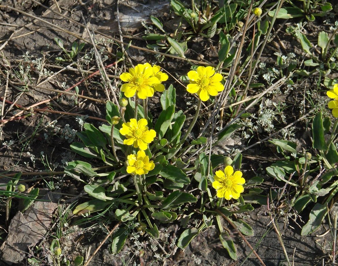 Image of Halerpestes salsuginosa specimen.