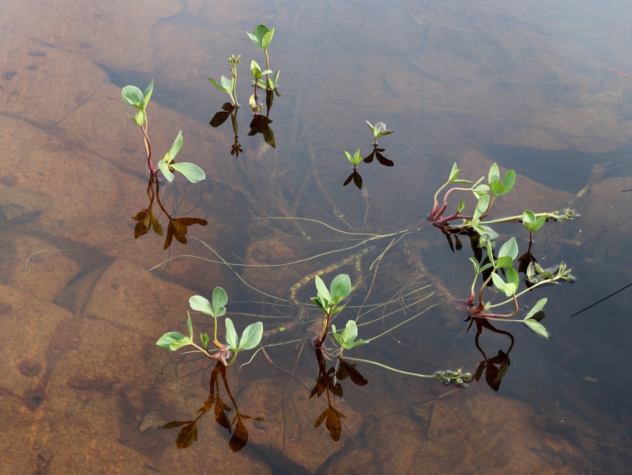 Image of Menyanthes trifoliata specimen.