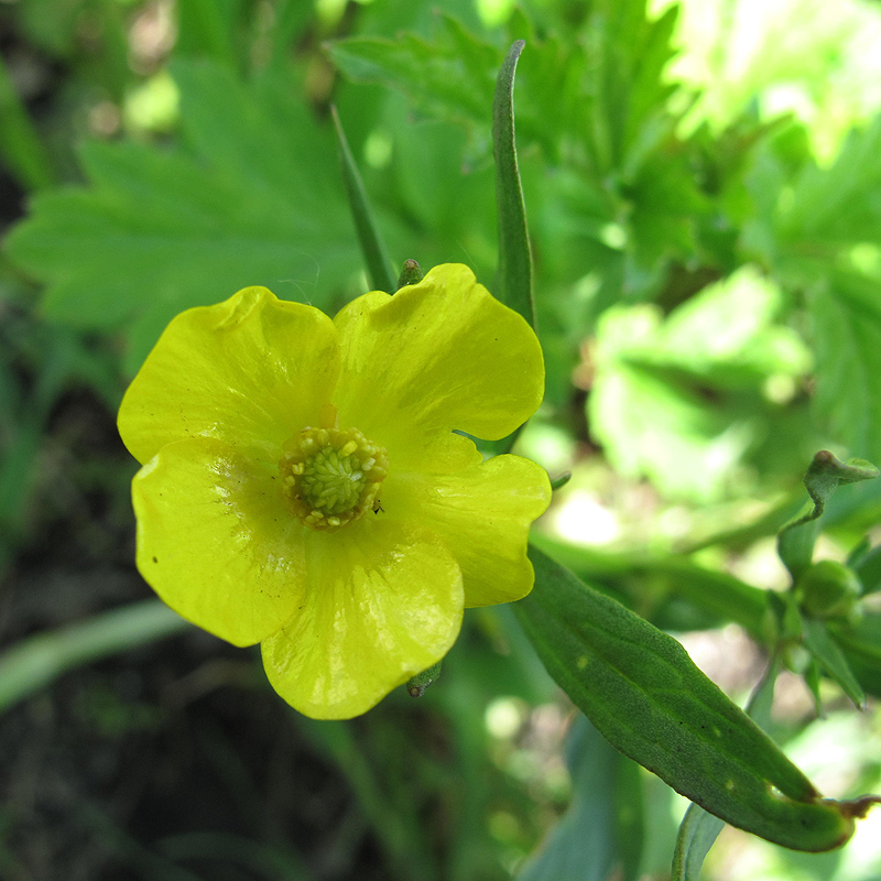 Image of Ranunculus lingua specimen.