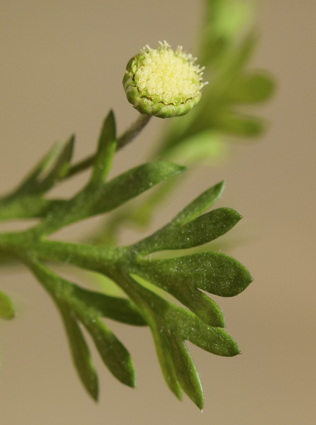 Image of Cotula australis specimen.