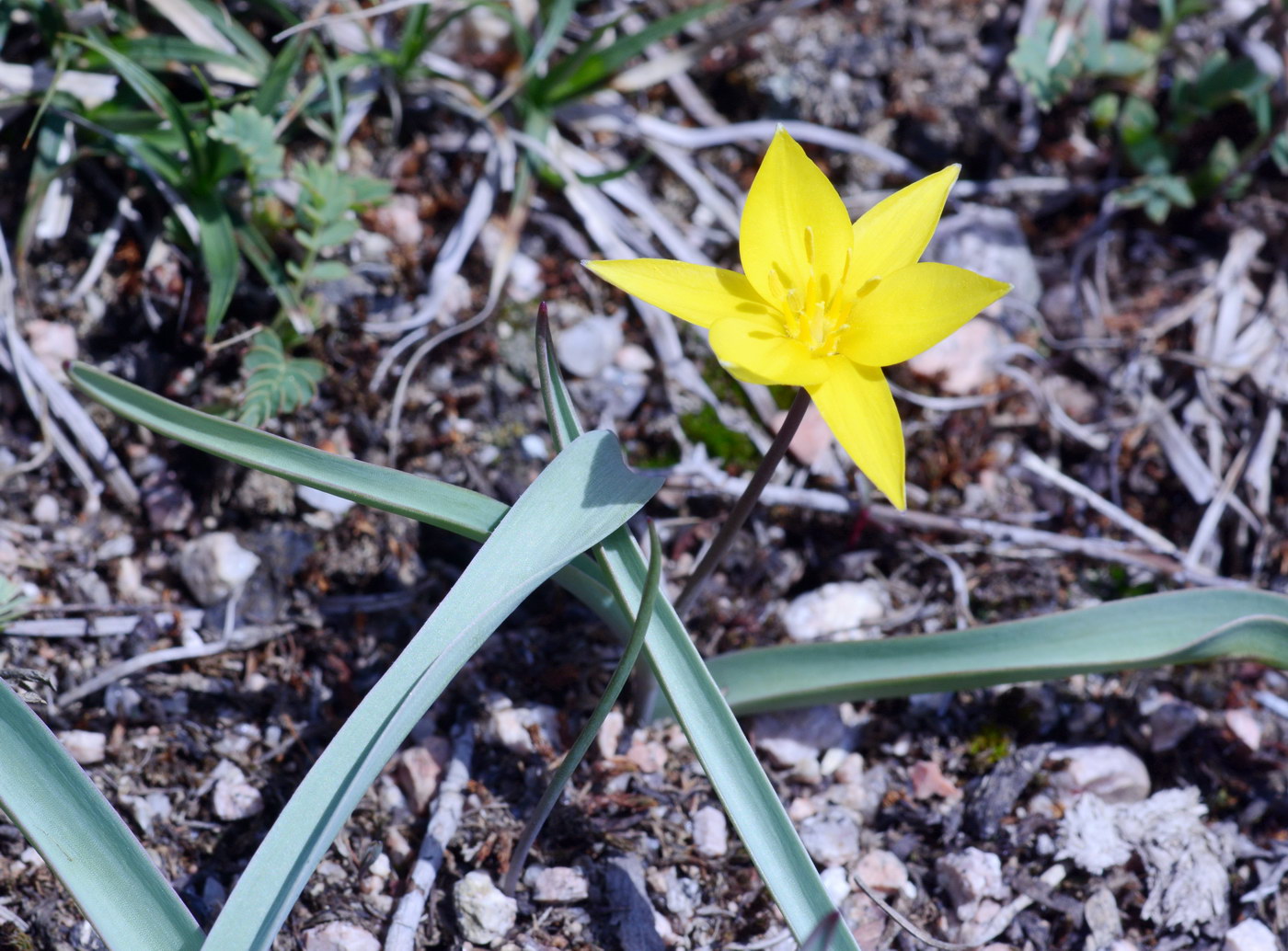 Image of Tulipa dasystemon specimen.