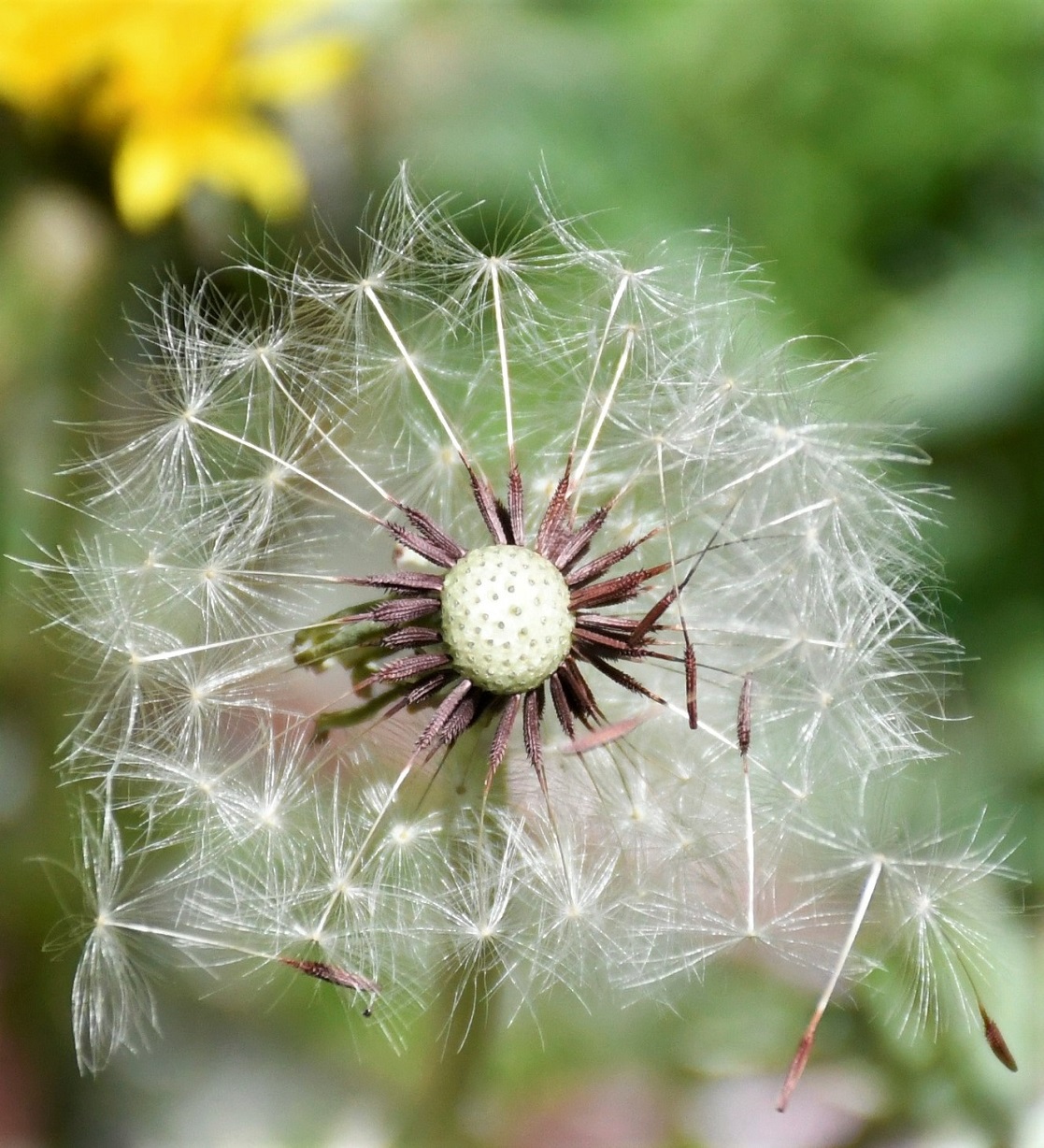 Изображение особи Taraxacum holmboei.