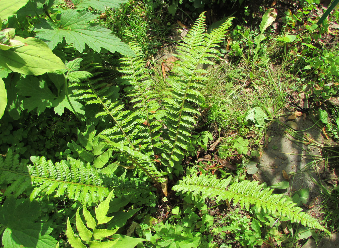 Изображение особи Polystichum setigerum.