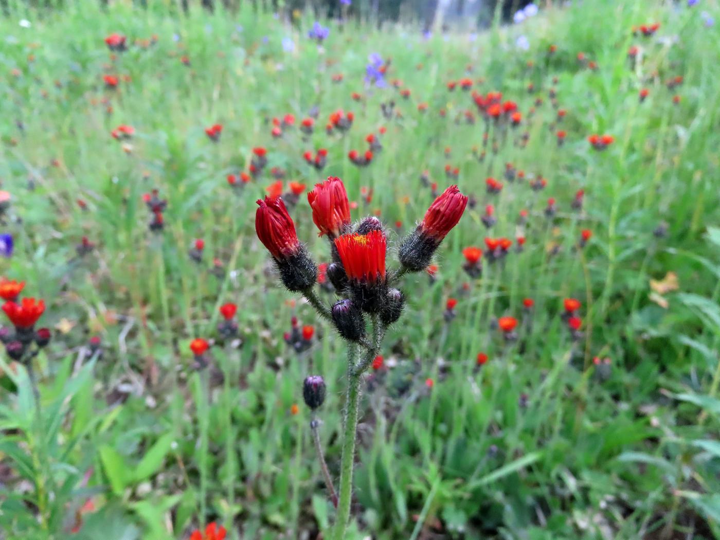 Image of Pilosella aurantiaca specimen.