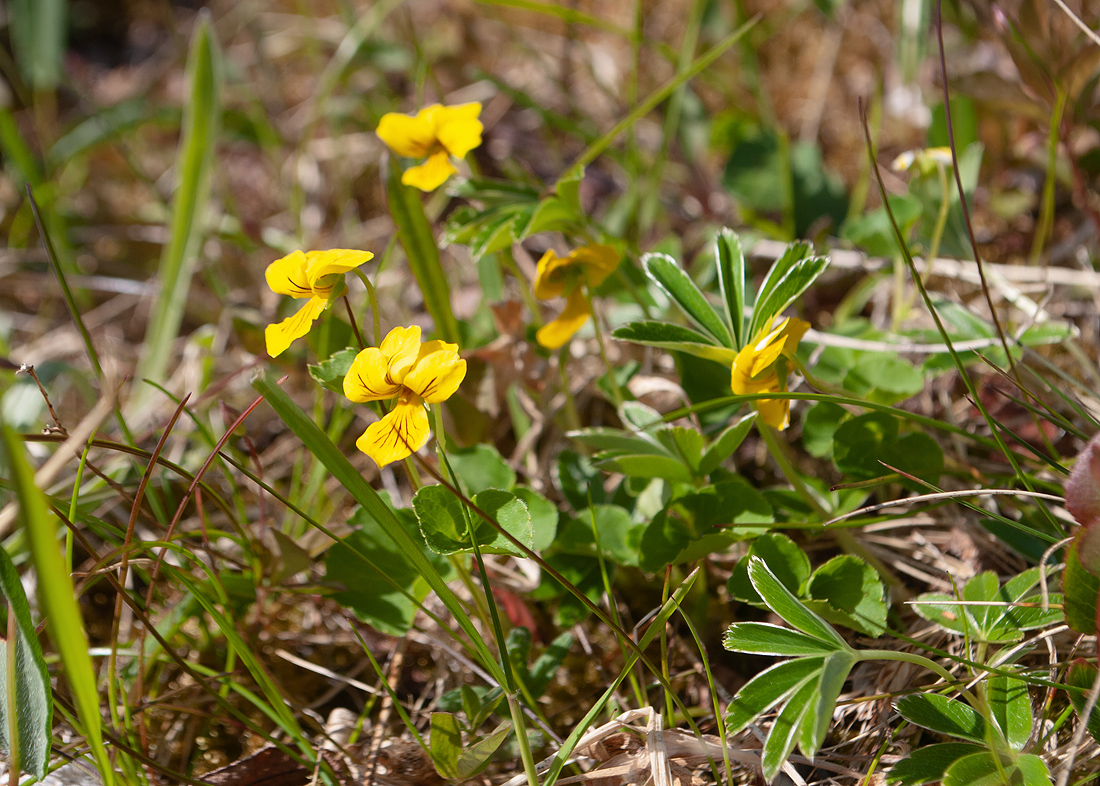 Изображение особи Viola biflora.